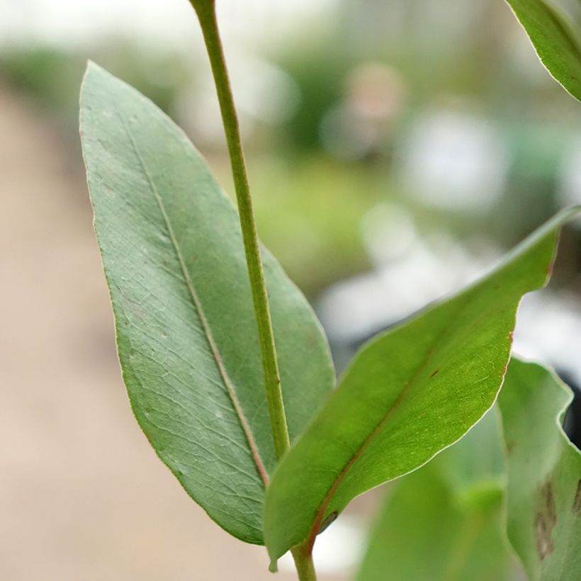 Eucalyptus kitsoniana (Laub)