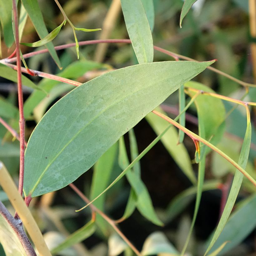 Eucalyptus lacrimans (Laub)