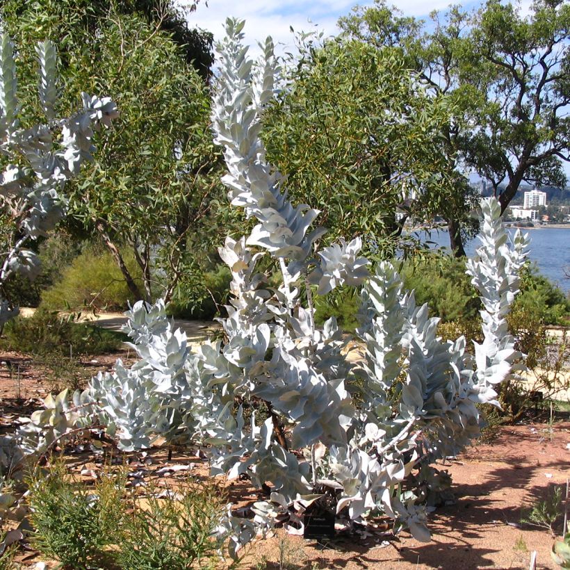 Eucalyptus macrocarpa (Hafen)