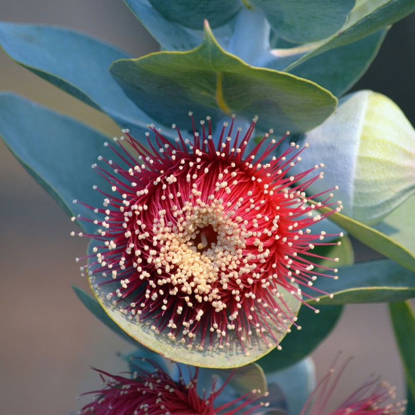 Eucalyptus macrocarpa (Blüte)