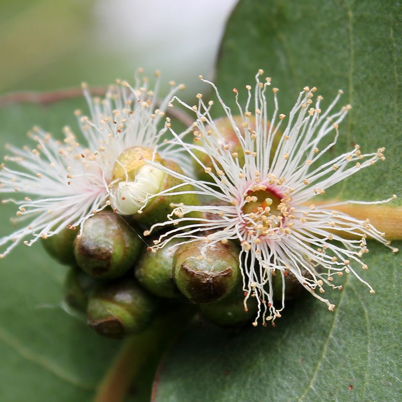 Eucalyptus neglecta (Blüte)