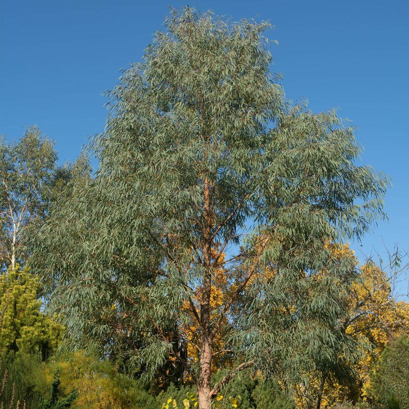 Eucalyptus nicholii (Hafen)