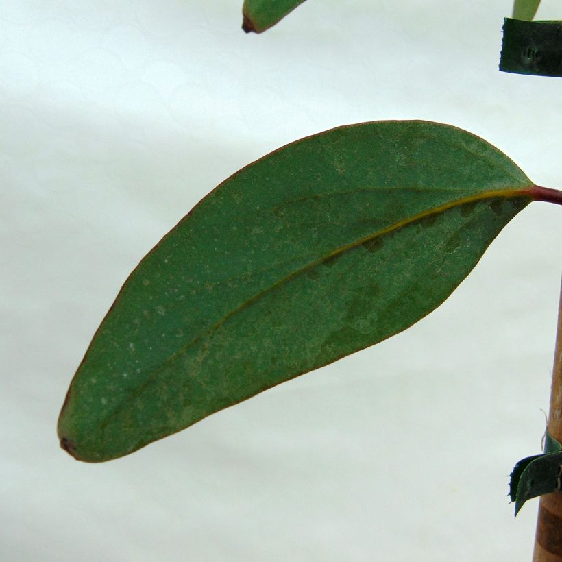 Eucalyptus pauciflora subsp. niphophila - Schnee-Eucalyptus (Laub)