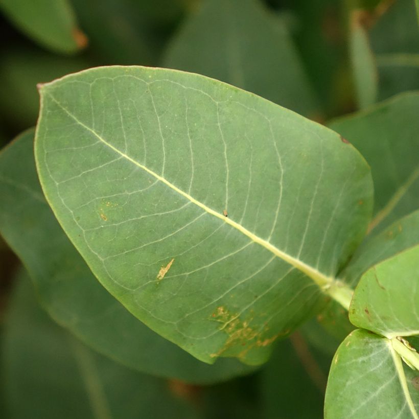 Eucalyptus nitens (Laub)