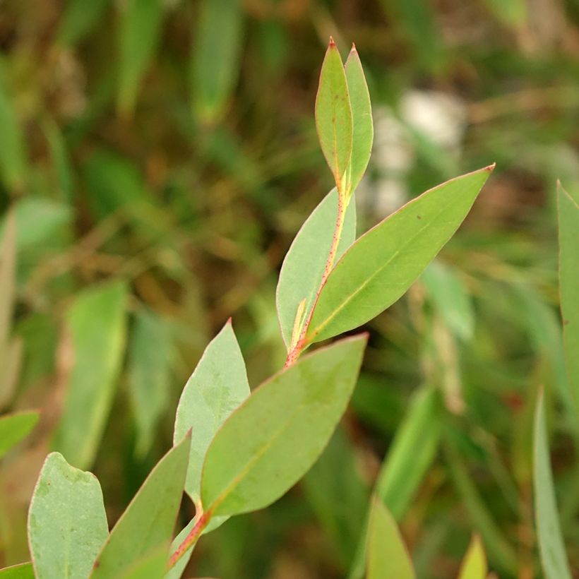 Eucalyptus nitida (Laub)