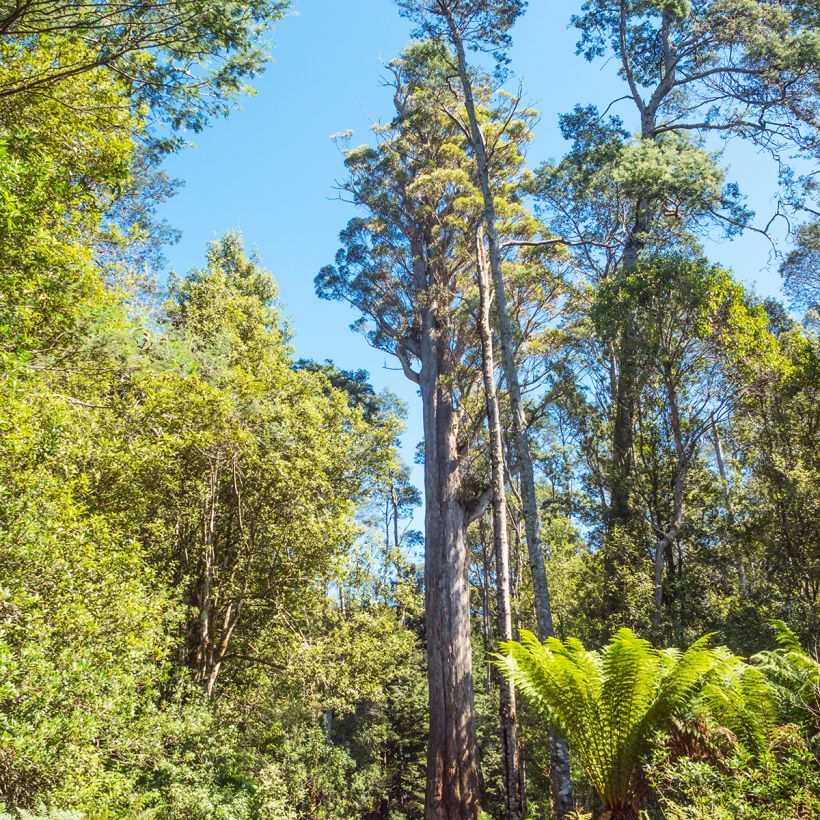 Eucalyptus obliqua (Hafen)