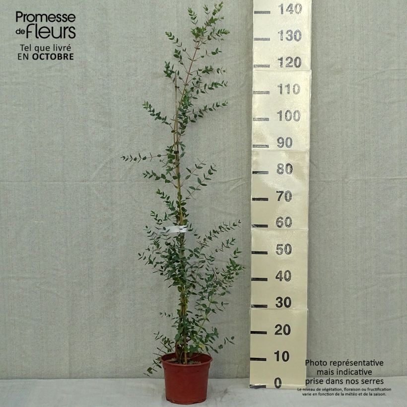 Exemplar von Eucalyptus parviflora - Gommier à petites feuilles Pot de 2L/3L wie im Herbst geliefert