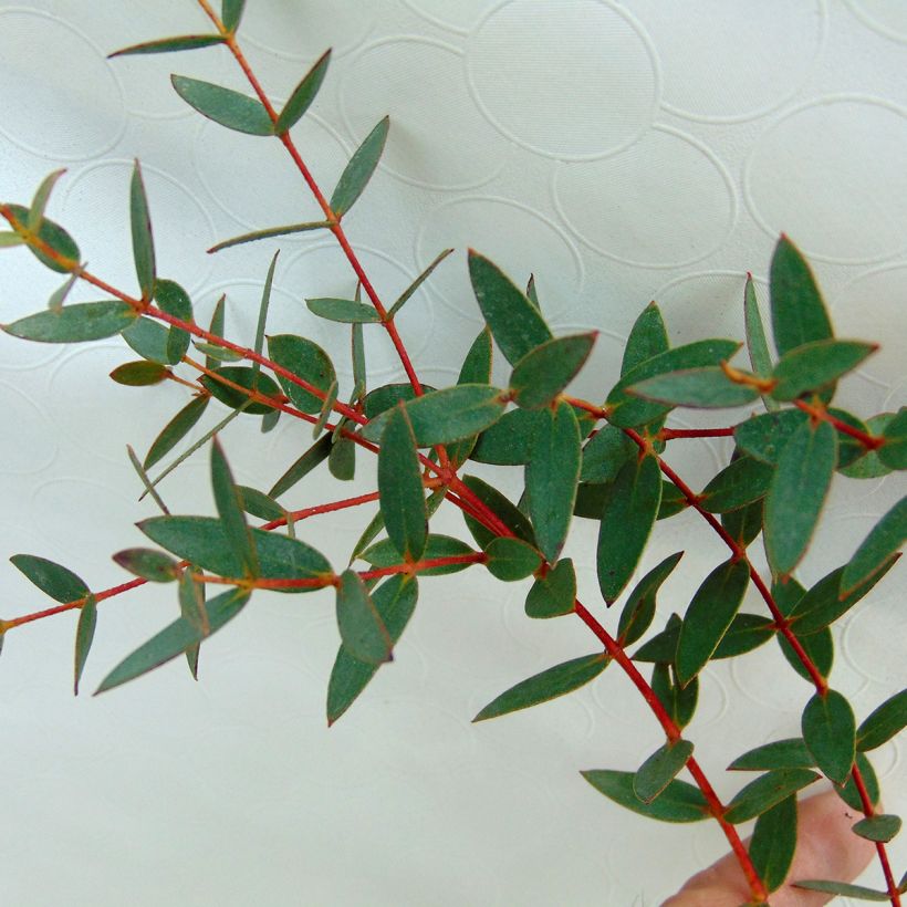 Eucalyptus parvula (Laub)