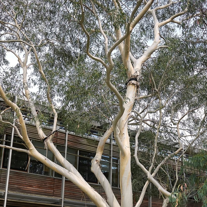 Eucalyptus perriniana (Hafen)