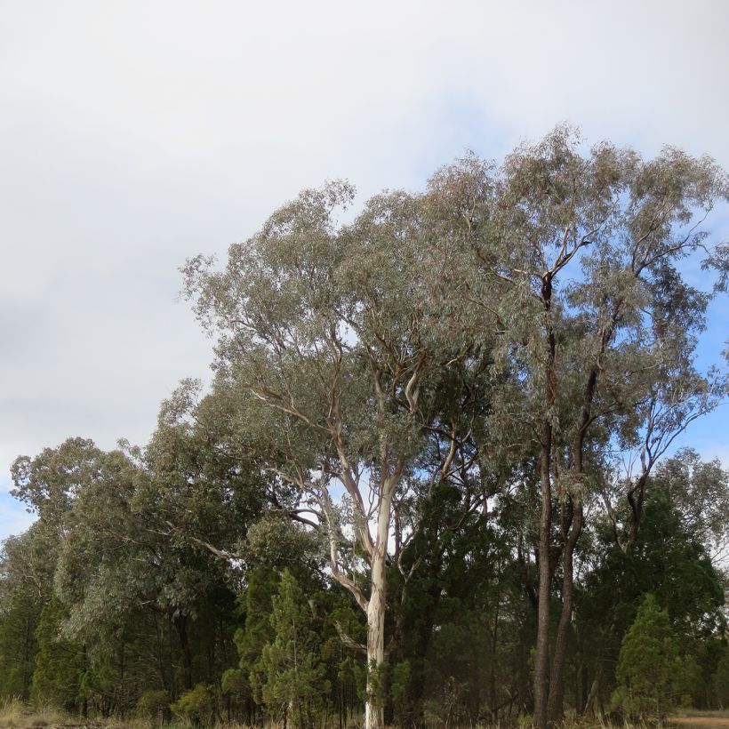 Eucalyptus polyanthemos (Hafen)