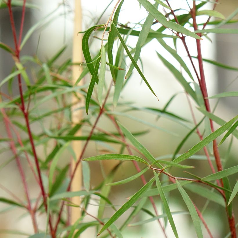 Eucalyptus pulchella (Laub)