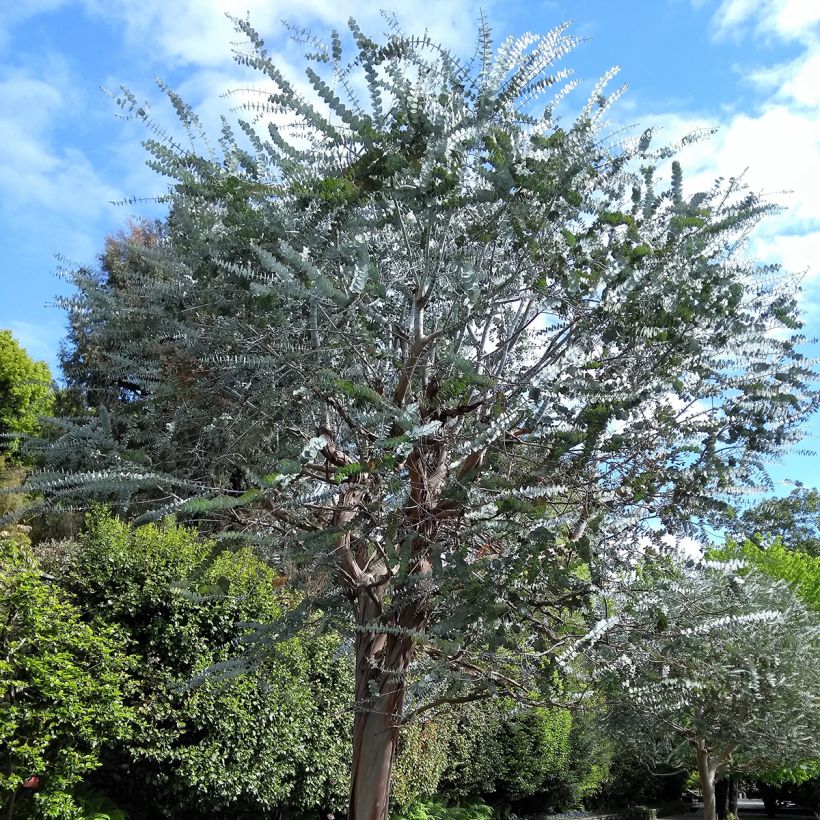 Eucalyptus pulverulenta (Hafen)