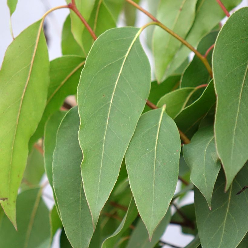 Eucalyptus regnans - Riesen-Eukalyptus (Laub)