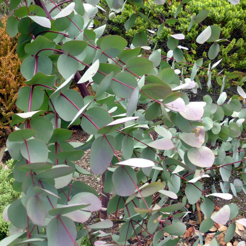 Eucalyptus rubida (Laub)