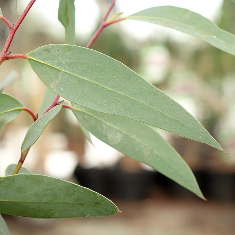 Eucalyptus tetraptera (Laub)