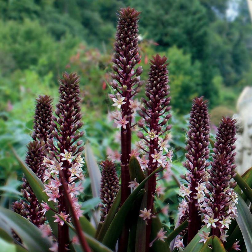 Eucomis comosa Sparkling Rosy - Schopflilie (Hafen)