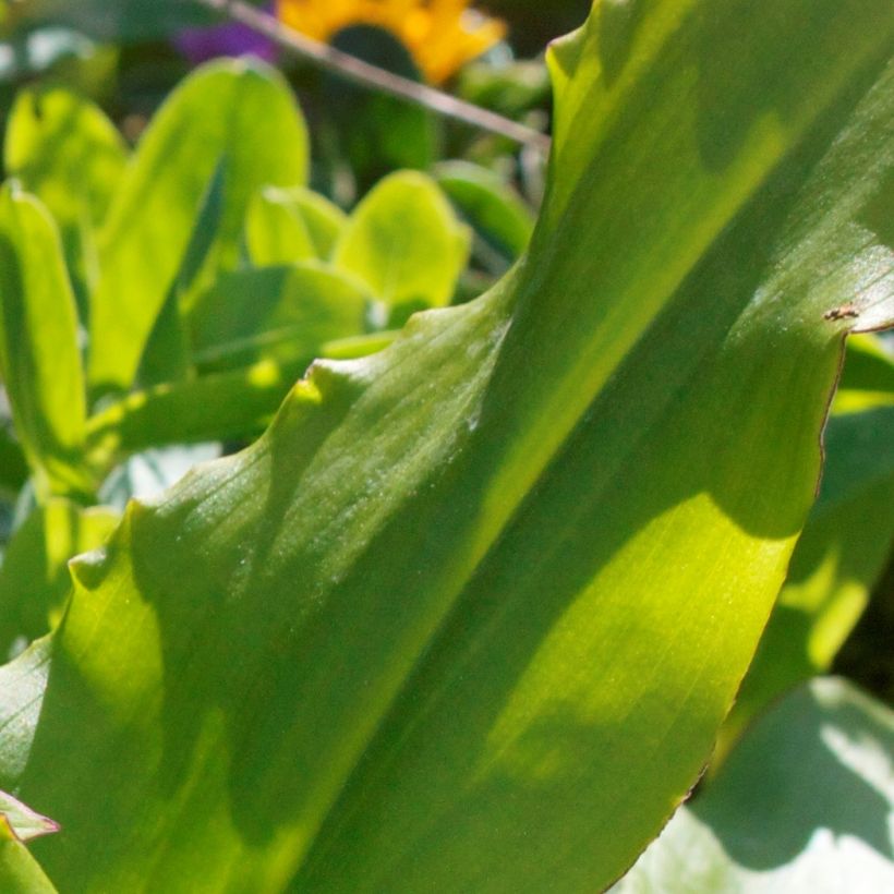 Eucomis autumnalis - Schopflilie (Laub)