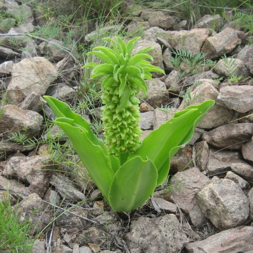 Eucomis autumnalis - Schopflilie (Hafen)