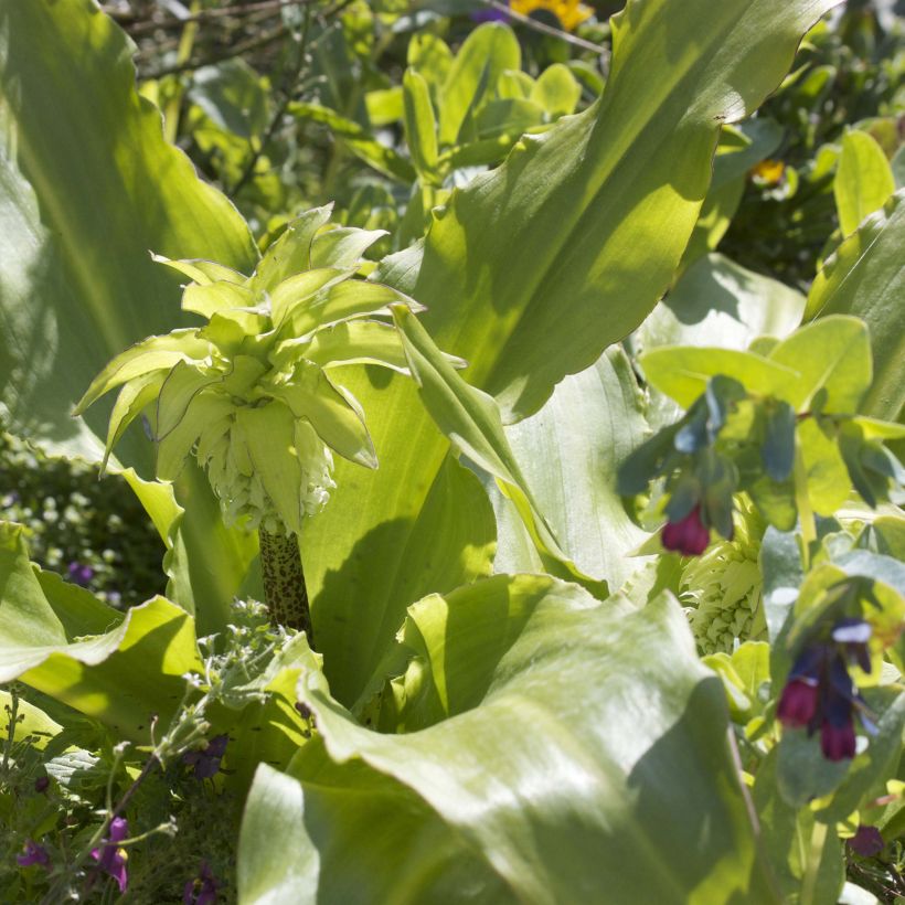 Eucomis bicolor - Schopflilie (Laub)