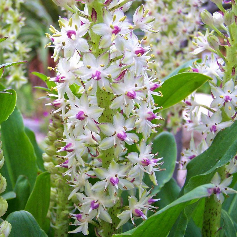 Eucomis bicolor - Schopflilie (Blüte)