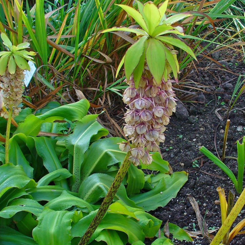 Eucomis bicolor - Schopflilie (Hafen)