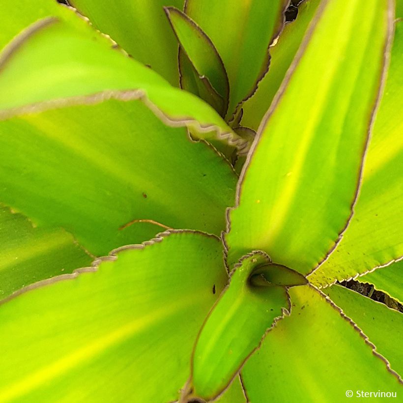 Eucomis comosa Can Can - Schopflilie (Laub)