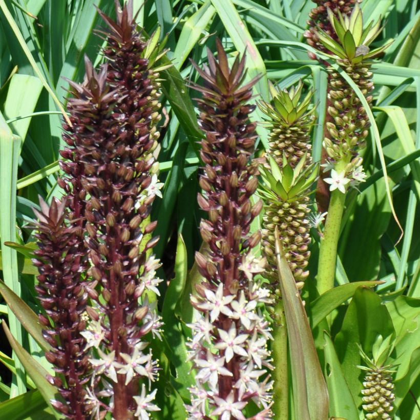 Eucomis comosa Sparkling Burgundy - Schopflilie (Hafen)