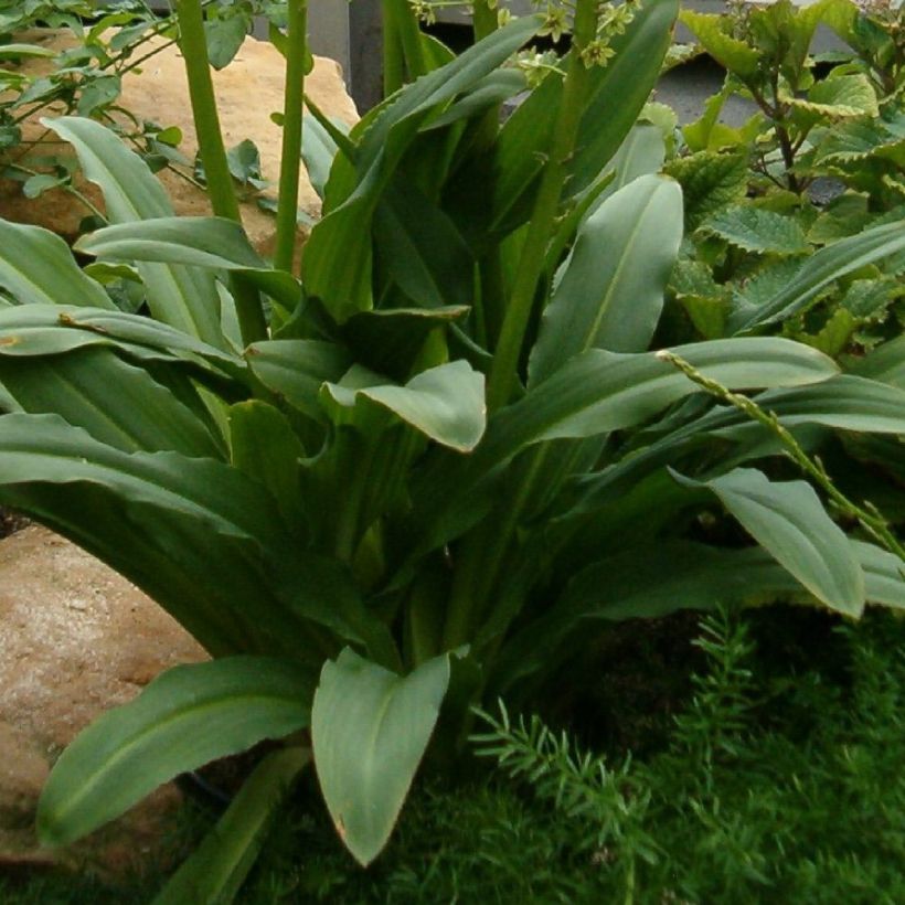 Eucomis pallidiflora subsp. pole-evansii Ssp. Pole-evansii - Schopflilie (Laub)