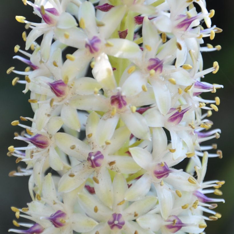 Eucomis pallidiflora subsp. pole-evansii Ssp. Pole-evansii - Schopflilie (Blüte)