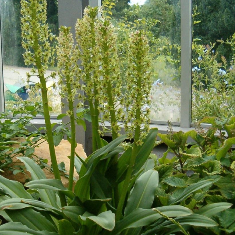 Eucomis pallidiflora subsp. pole-evansii Ssp. Pole-evansii - Schopflilie (Hafen)