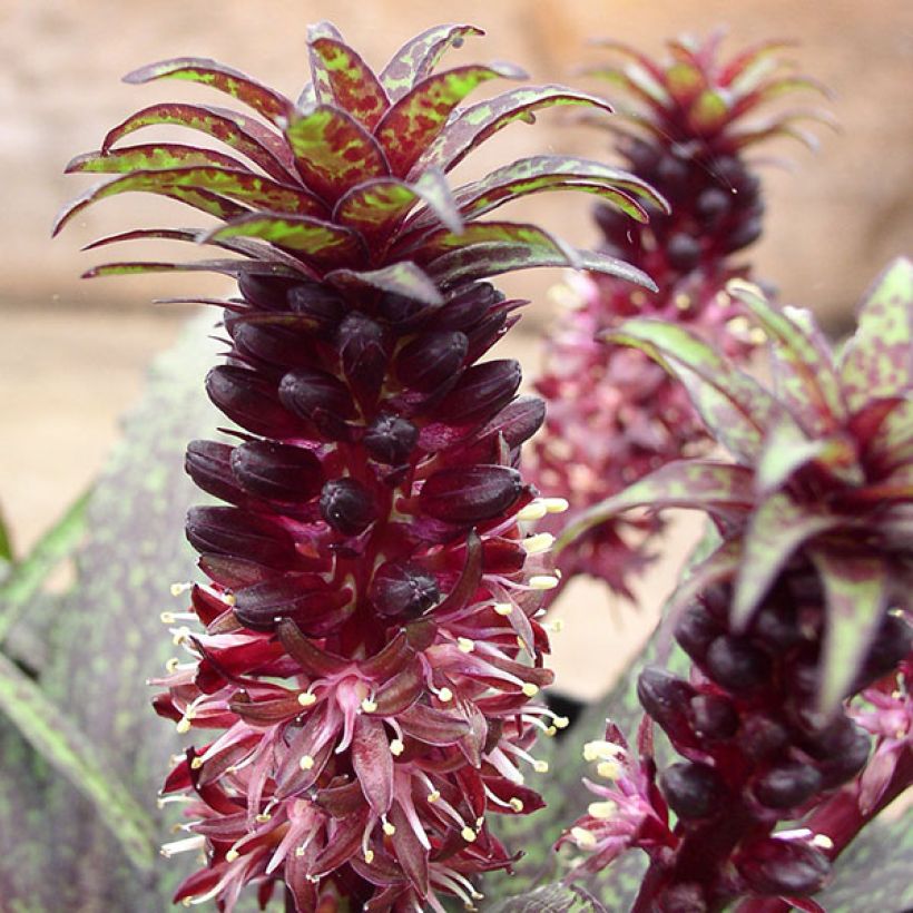 Eucomis vandermerwei - Schopflilie (Blüte)