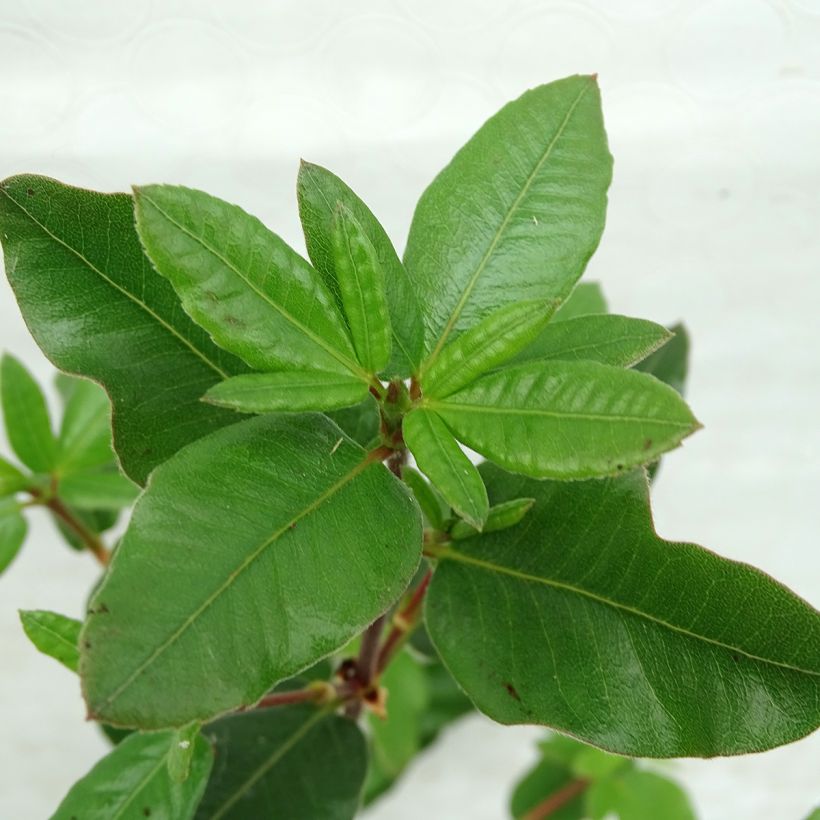 Eucryphia intermedia Rostrevor - Eucryphie (Laub)