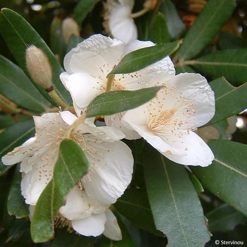 Eucryphia moorei - Eucryphie (Blüte)