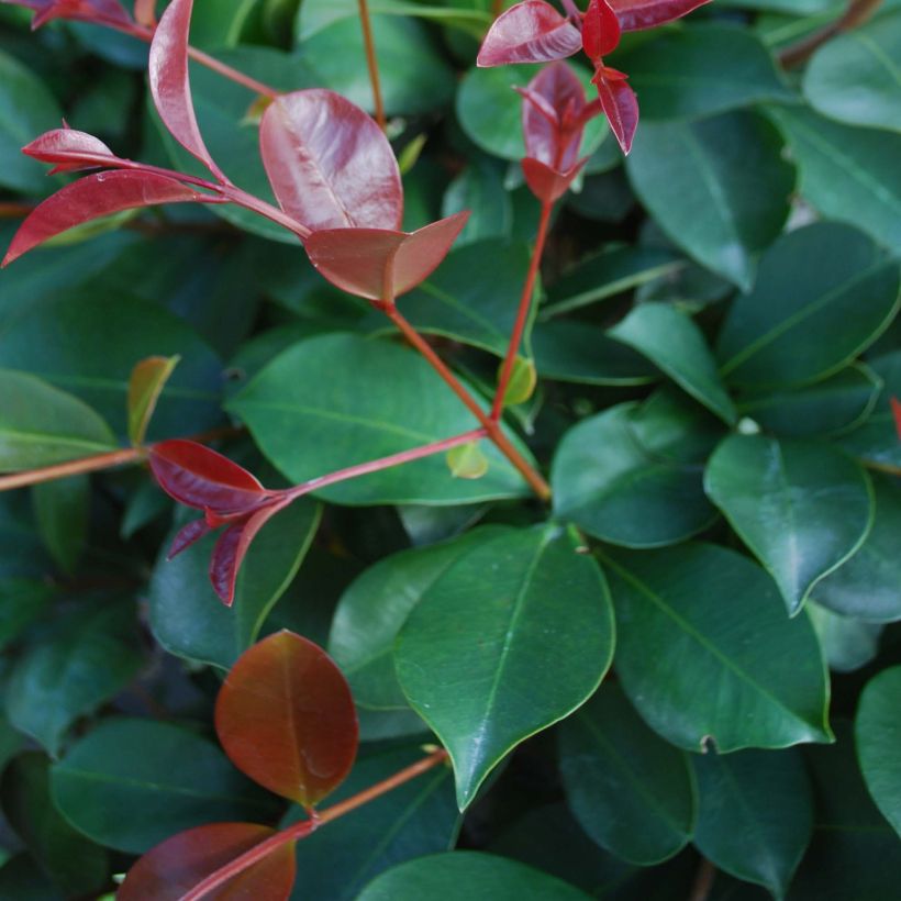 Eugenia uniflora Etna Fire - Eugenie (Laub)