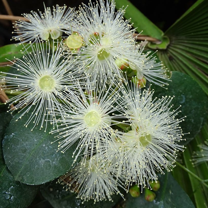 Eugenia uniflora Etna Fire - Eugenie (Blüte)