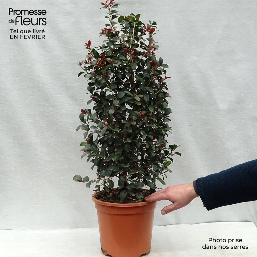 Exemplar von Eugenia Etna Fire - Cerisier de Cayenne en pot de 7,5L/10L wie im Winter geliefert