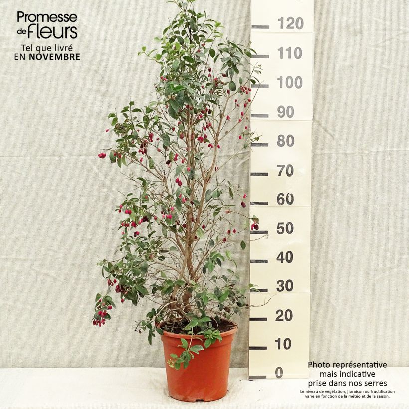 Exemplar von Eugenia myrtifolia New Port - Myrte d'Australie Pot de 7,5L/10L wie im Herbst geliefert