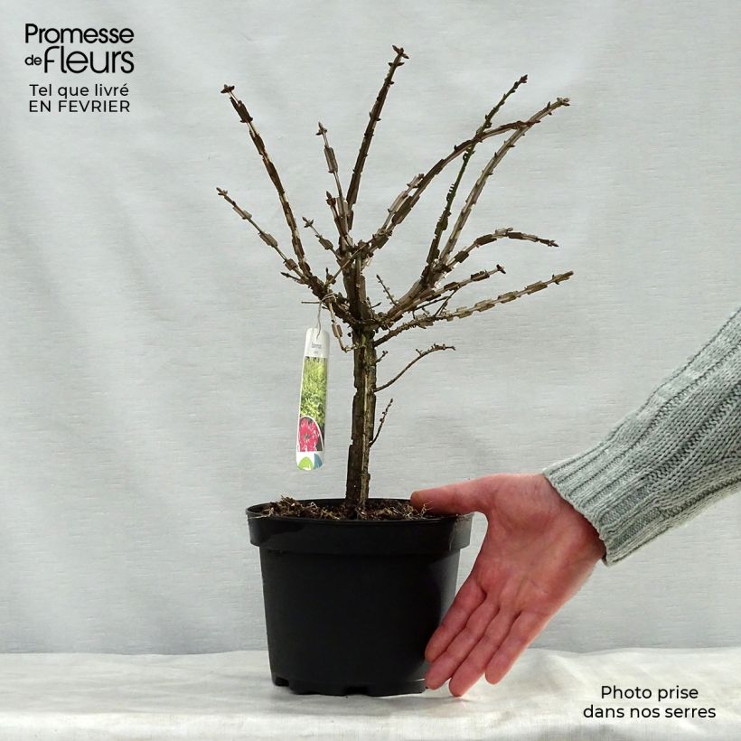 Exemplar von Euonymus alatus 20/30 cm ent pot de 2L - Fusain ailé wie im Winter geliefert