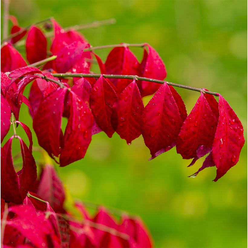 Euonymus alatus Ciliatodentatus - Pfaffenhütchen (Laub)