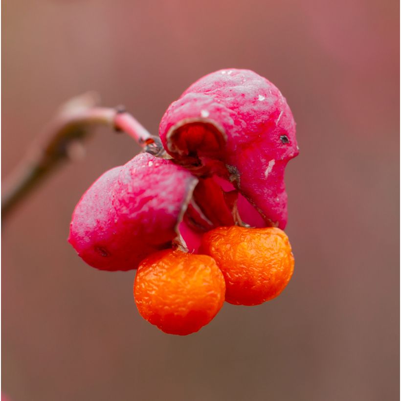 Euonymus alatus Ciliatodentatus - Pfaffenhütchen (Ernte)