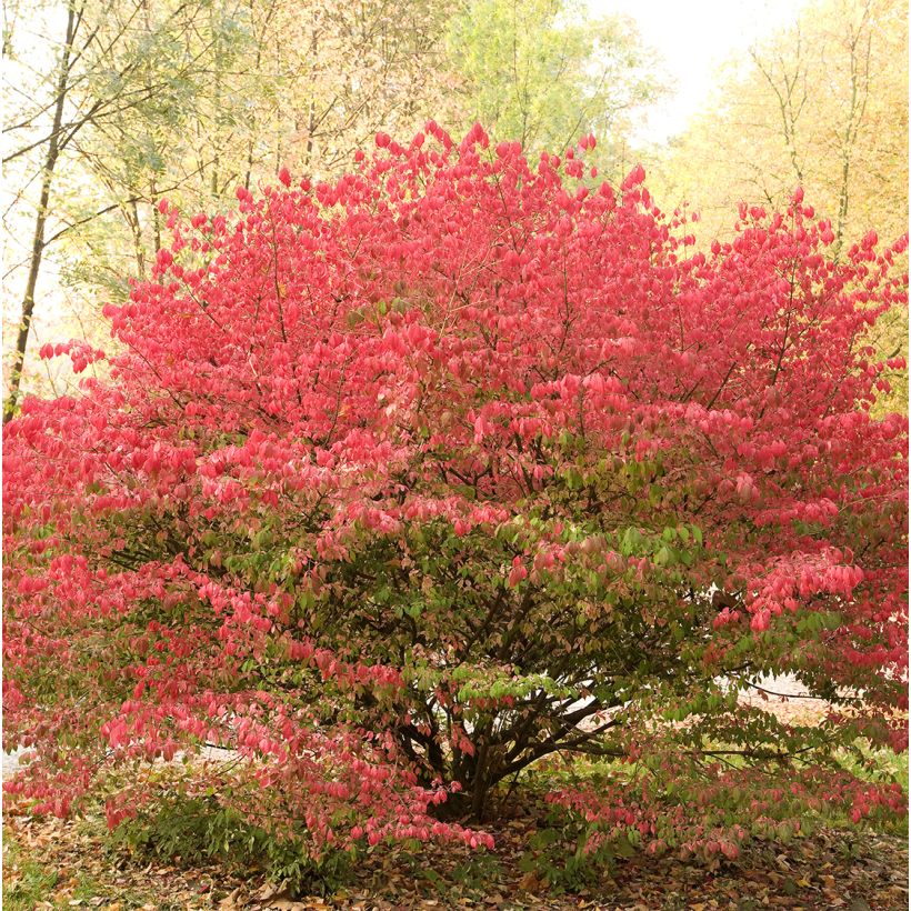 Euonymus alatus Ciliatodentatus - Pfaffenhütchen (Hafen)