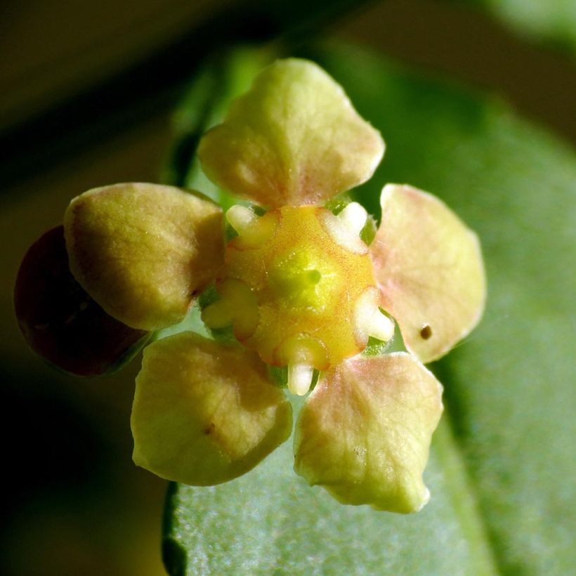 Euonymus americanus - Pfaffenhütchen (Blüte)