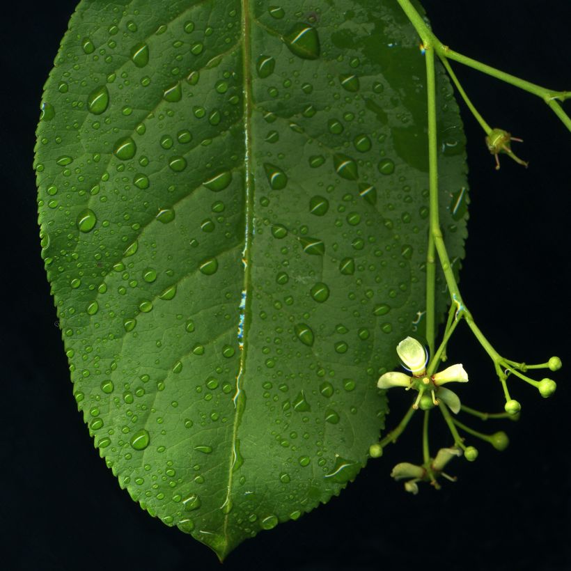 Pfaffenhütchen - Euonymus europaeus (Laub)