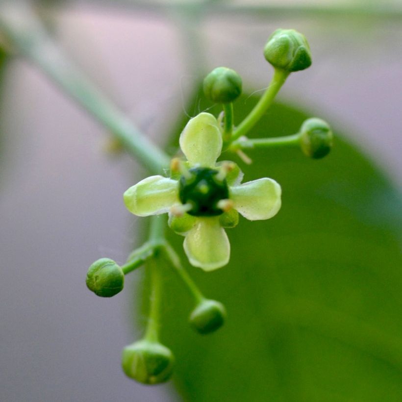 Pfaffenhütchen - Euonymus europaeus (Blüte)