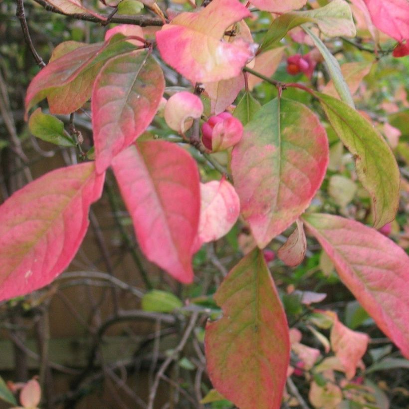 Pfaffenhütchen Red Cascade - Euonymus europaeus (Laub)