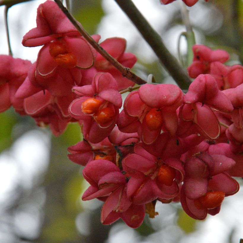 Pfaffenhütchen Red Cascade - Euonymus europaeus (Ernte)