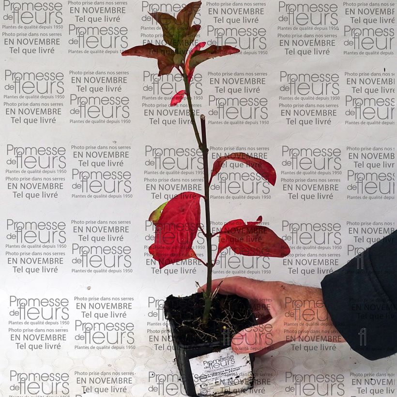 Beispiel eines Exemplars von Pfaffenhütchen Red Cascade - Euonymus europaeus wie geliefert