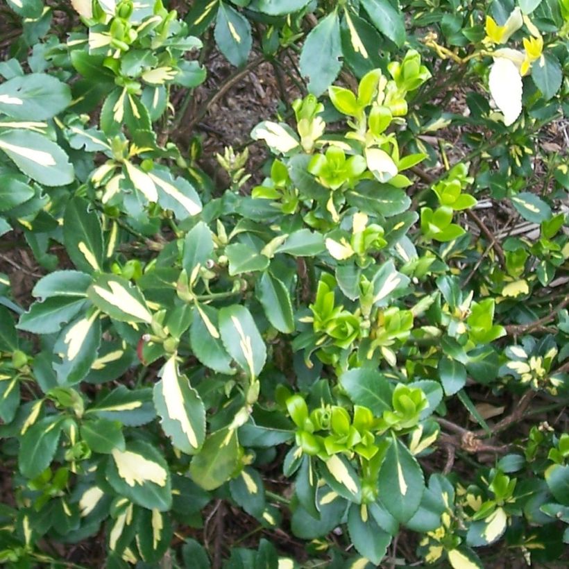 Spindelstrauch Blondy - Euonymus fortunei (Laub)