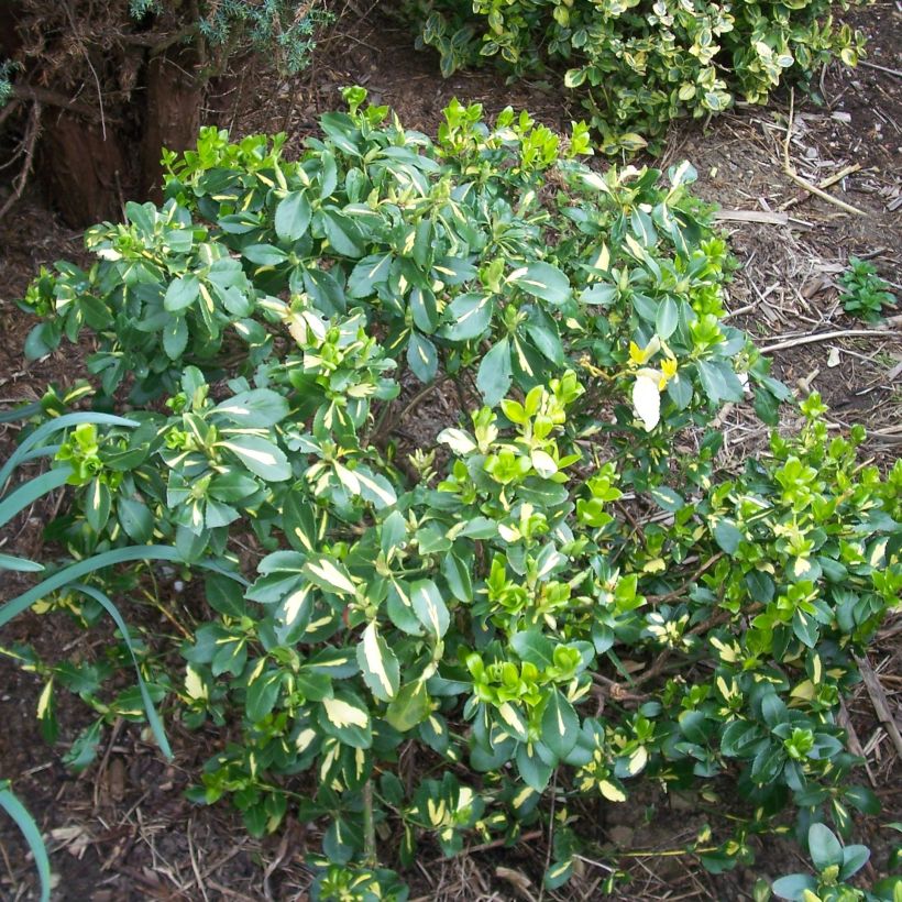 Spindelstrauch Blondy - Euonymus fortunei (Hafen)