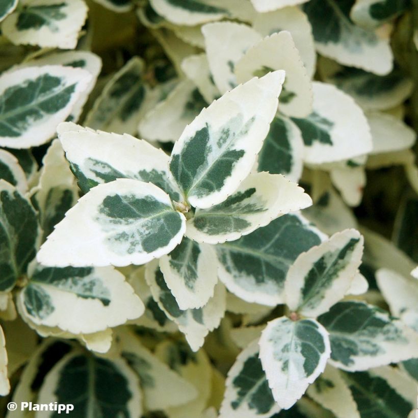 Spindelstrauch Dan's Delight - Euonymus fortunei (Laub)